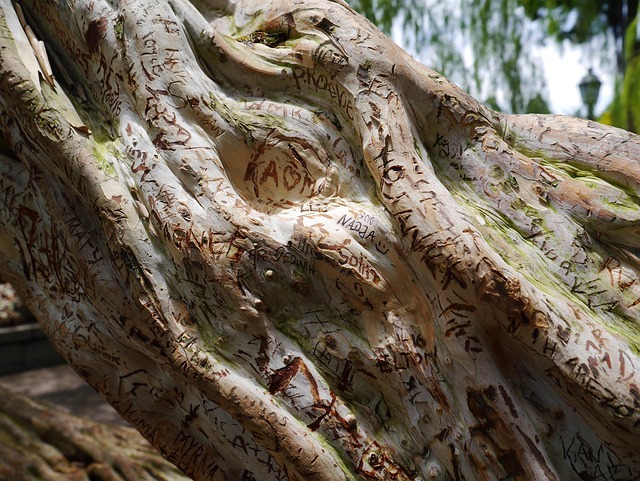 Free Tree Wood photo and picture