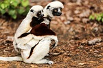 coquerel's sifaka, propithecus coquereli, sifaka
