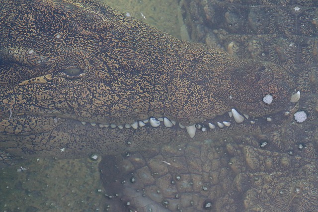 Free Crocodile Alligator photo and picture