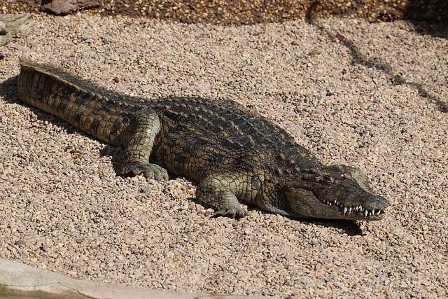 Free Crocodile Alligator photo and picture