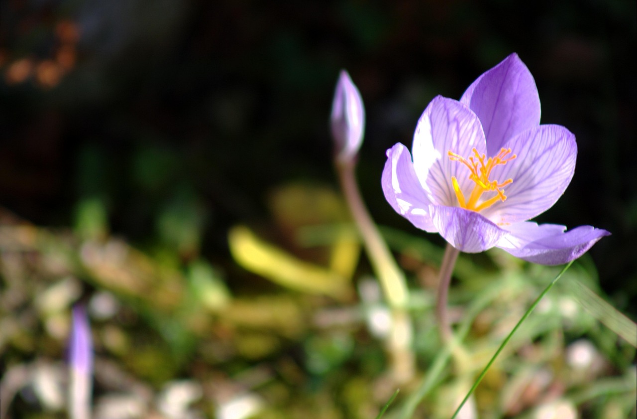 Hybride De Colchique Fleur - Photo gratuite sur Pixabay - Pixabay