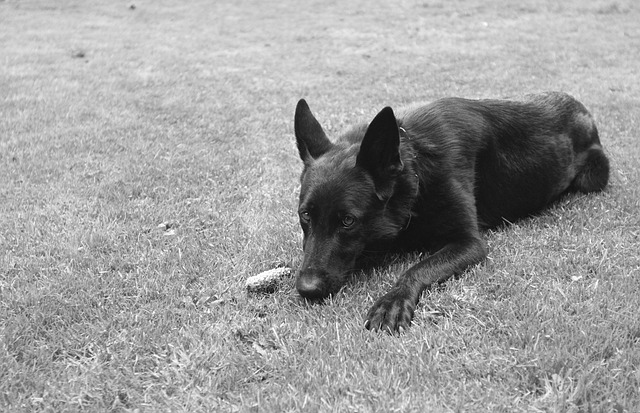 Free Dog Animal photo and picture