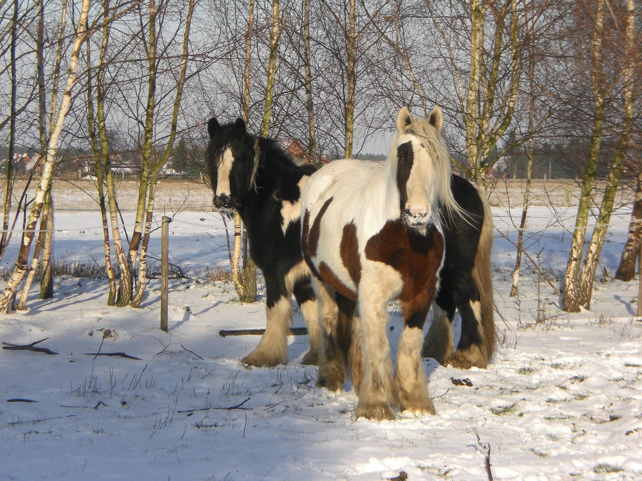 Tinker Horses Snow - Free photo on Pixabay - Pixabay