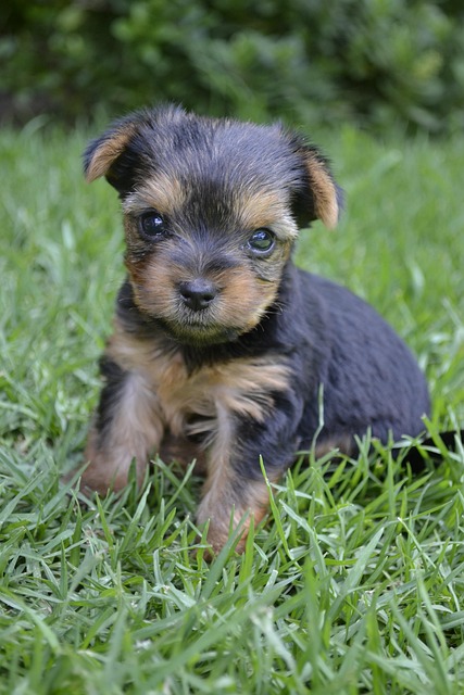 Free Pets Love photo and picture