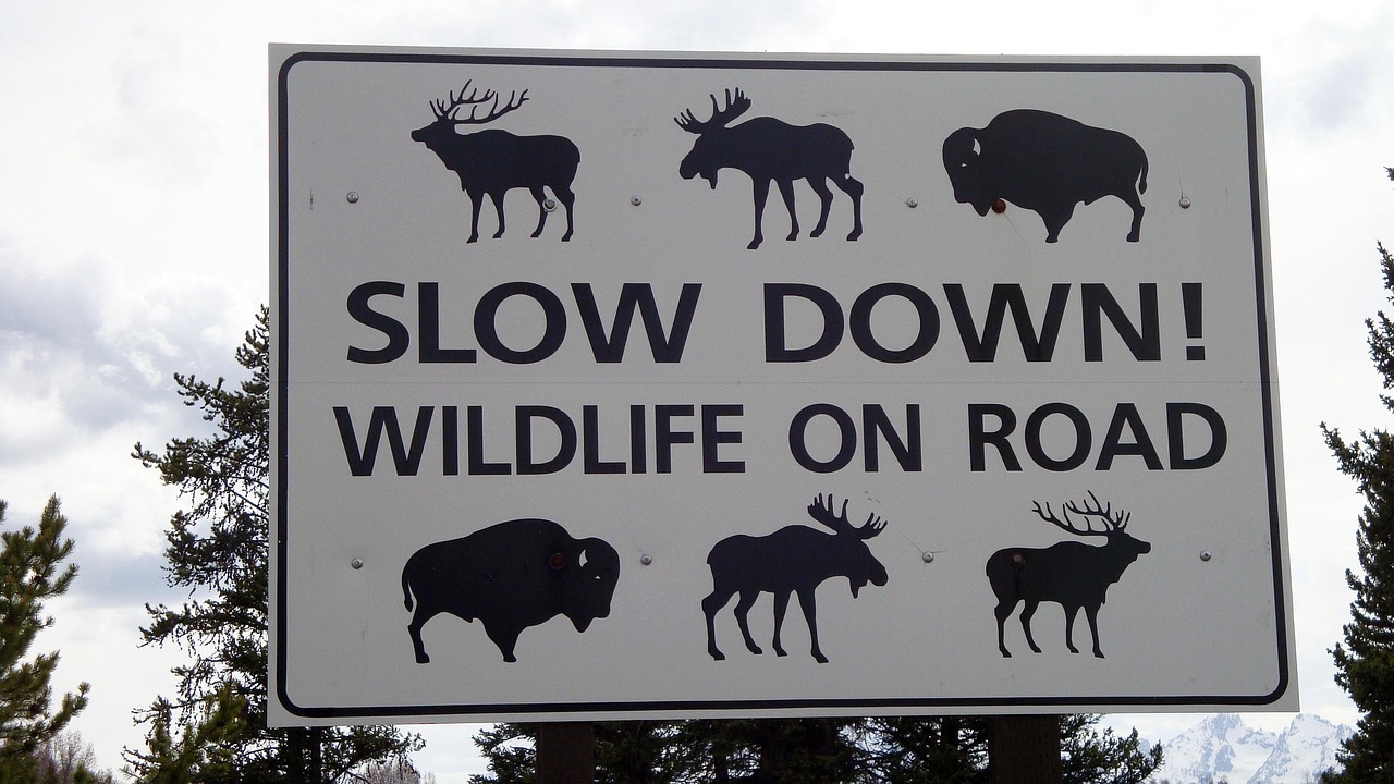 Warning Sign Wild Animals - Free photo on Pixabay - Pixabay