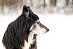 dog, border, snow