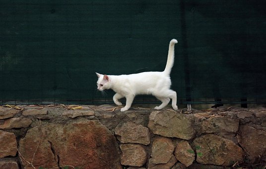 Free Animal Cat photo and picture