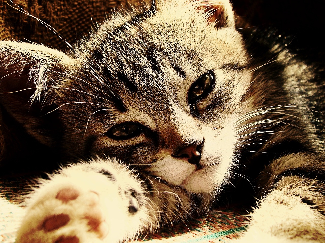 Kitten Rays Sunny - Free photo on Pixabay