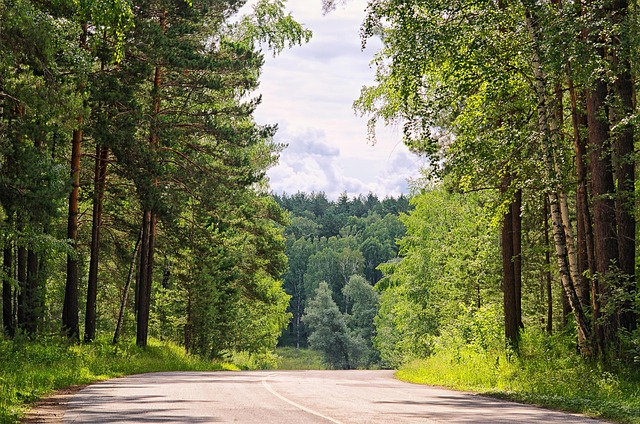 Sommer, Skov, Vej, Natur, Træ, Himmel