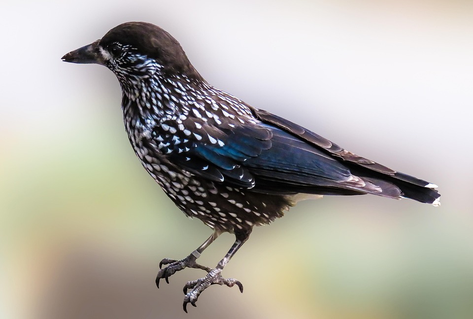 Animal Bird Nutcracker Raven · Free photo on Pixabay