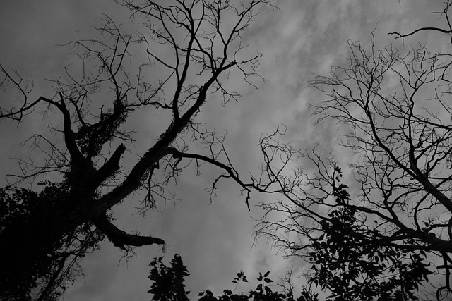 Free Black And White Silhouette photo and picture
