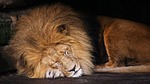lion, animal, king of the beasts