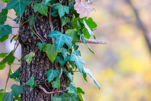 Efeu, Baumstamm, Herbst, Rinde Efeu, Baumstamm, Herbst, Rinde