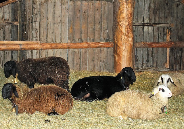 Free Sheep Want Animals photo and picture