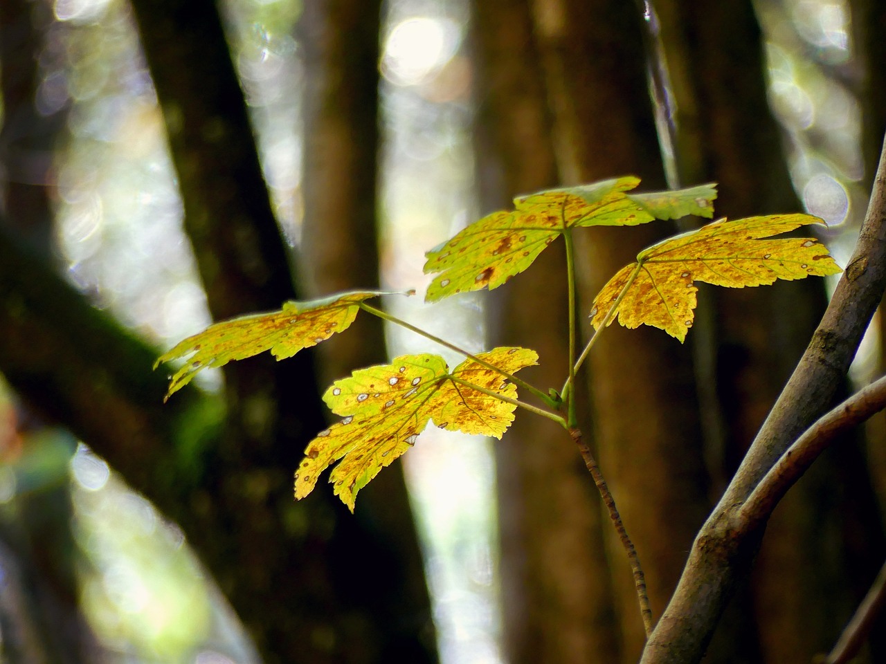 Herbst-Pinnwand Mit Ahornblättern – Gerollte Pinnwand Für Erntedank, Klassenzimmer, Büro & Herbstdeko