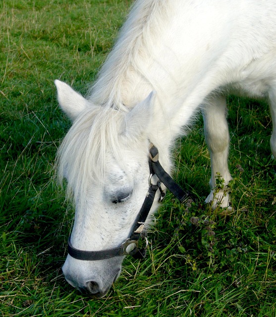 Caballo, Equitación, Cabeza De Caballo