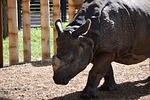 rhino, nature, zoo