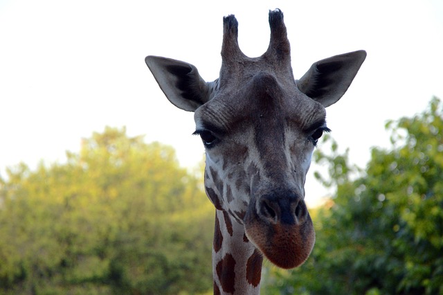 Girafă, Cap, Grădină Zoologică, Animal