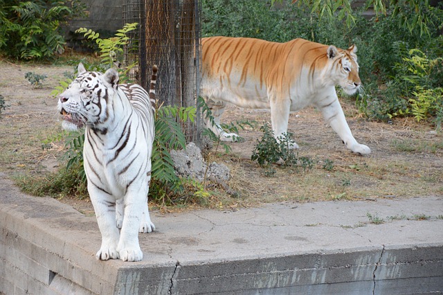 Tigru, Tigru Alb, Grădină Zoologică
