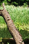 river, nature, tree