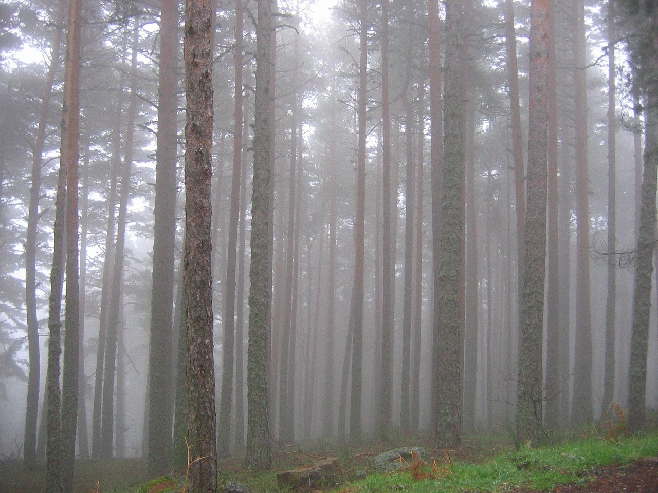 for-t-arbres-brume-photo-gratuite-sur-pixabay-pixabay