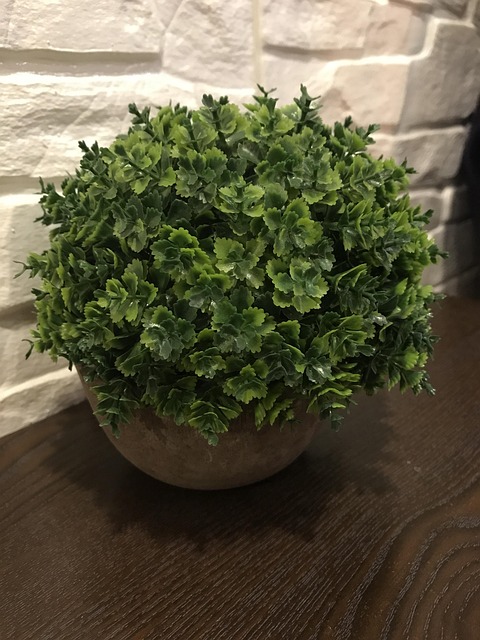 Plantas En Macetas, Planta, Adornos