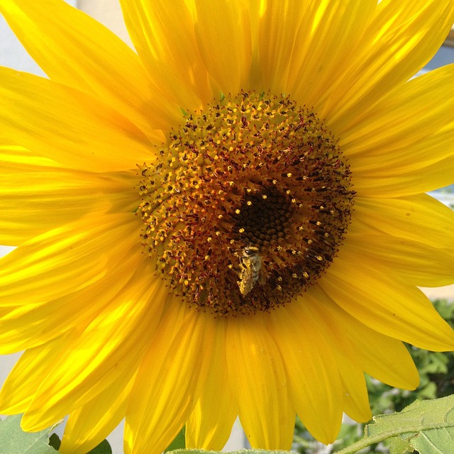 Free Sun Wasp photo and picture