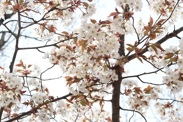 Free Cherry Blossoms Yoshino Cherry Tree photo and picture