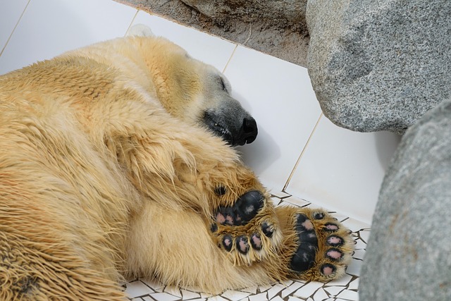 Free Bear Animal photo and picture
