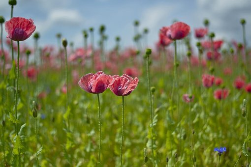 Free Poppy Field photo and picture