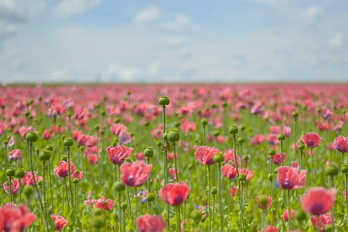 Free Poppy Poppy Field photo and picture