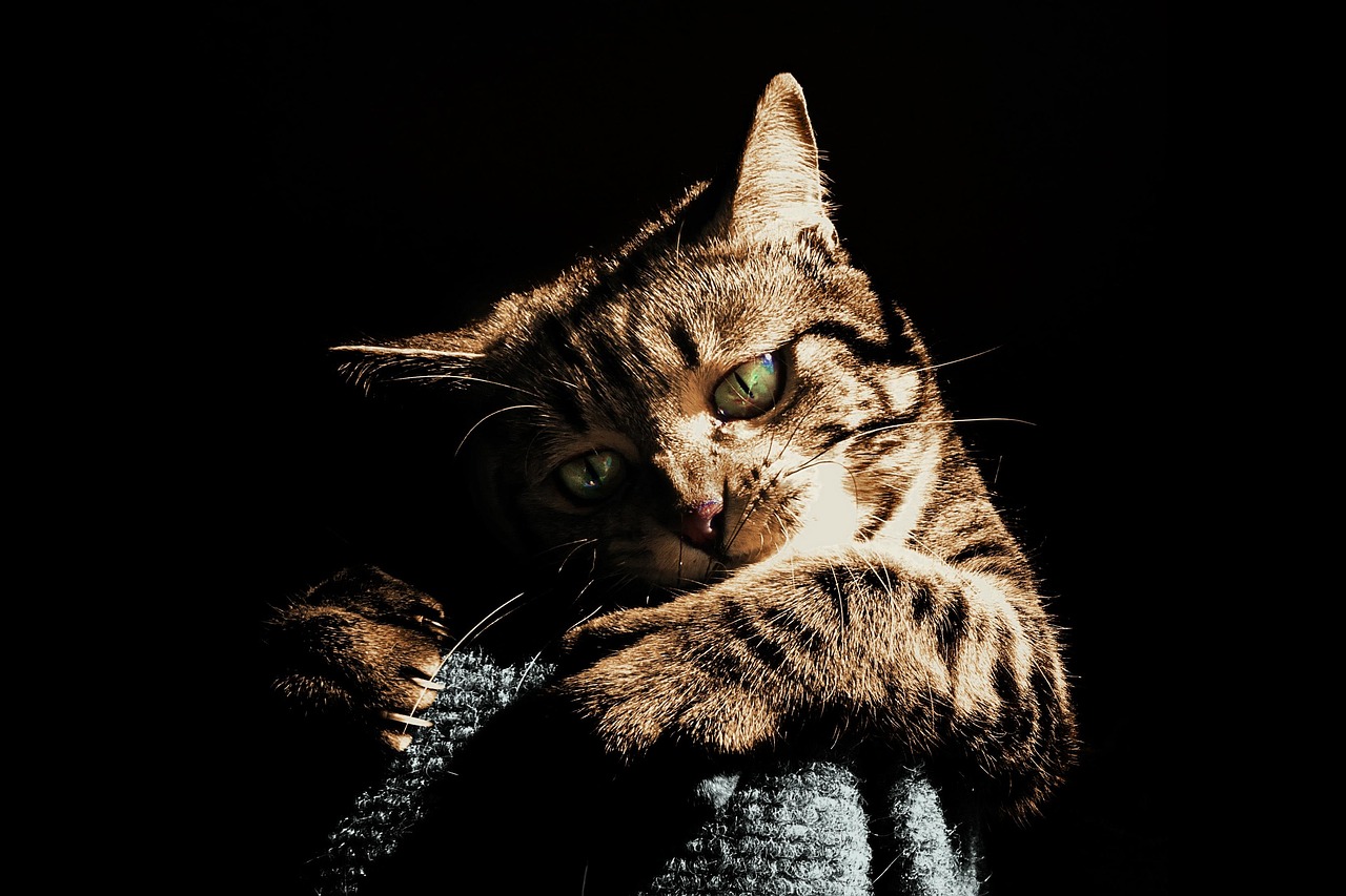 Cat - free online jigsaw puzzle photo