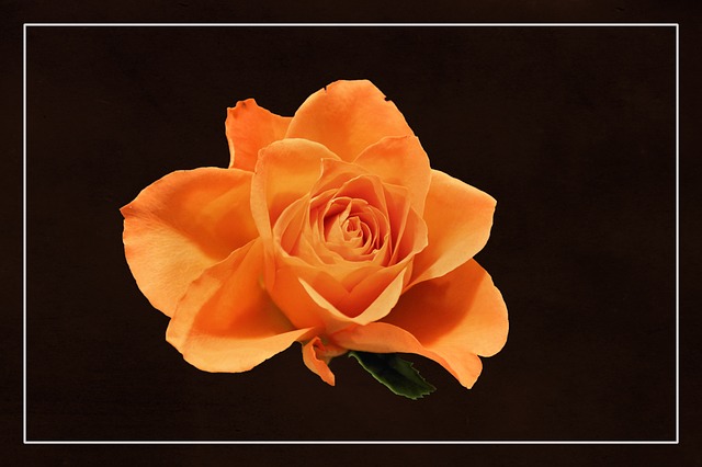 Free rose noble rose rose blossom illustration
