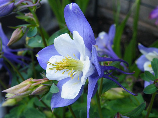 Free Flower Columbine photo and picture