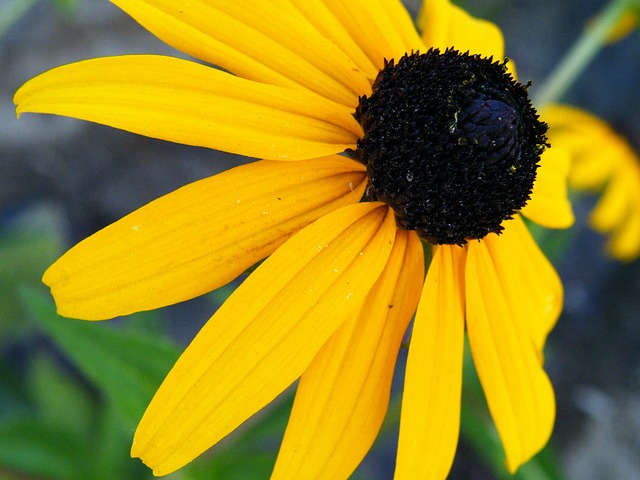 Free Flower Black Eyed Susan photo and picture