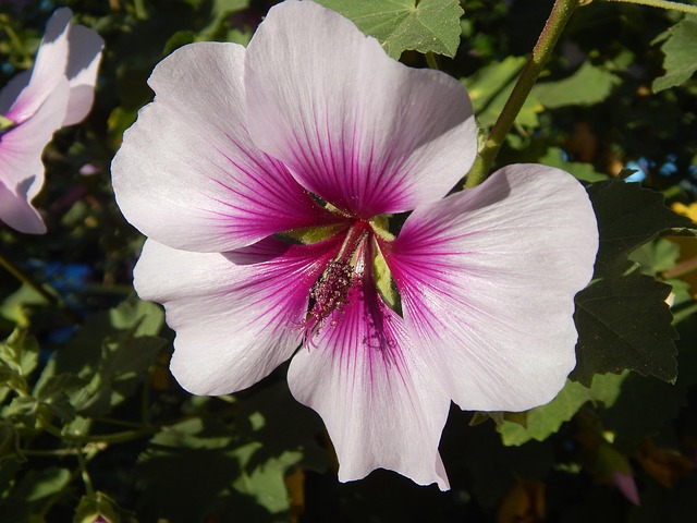 Free Flower Beautiful Flowers photo and picture
