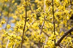 yellow flowers, joy, plant