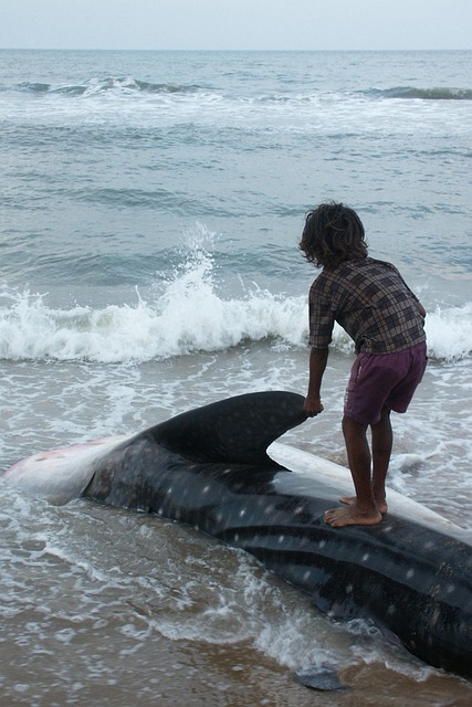 Free India Sea photo and picture