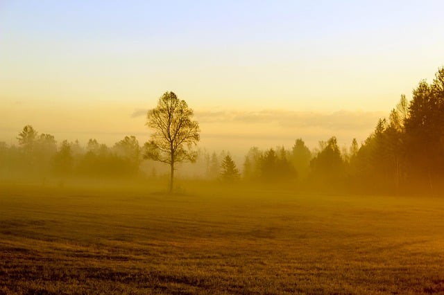 Free fall tree field illustration