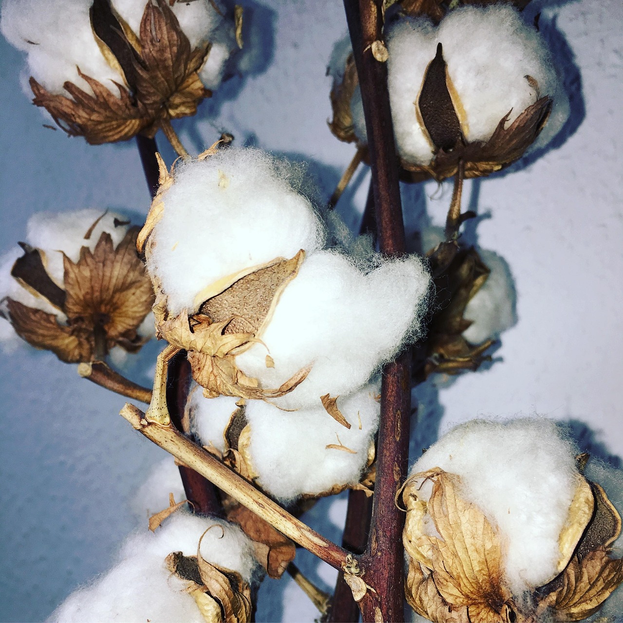 Cotton Plant Flower Free photo on Pixabay