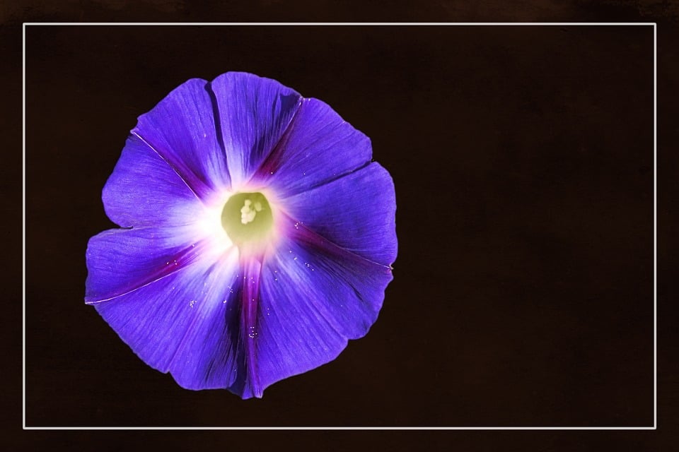 Morning Glory Winds Blossom · Free image on Pixabay