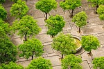 tree, city, paving