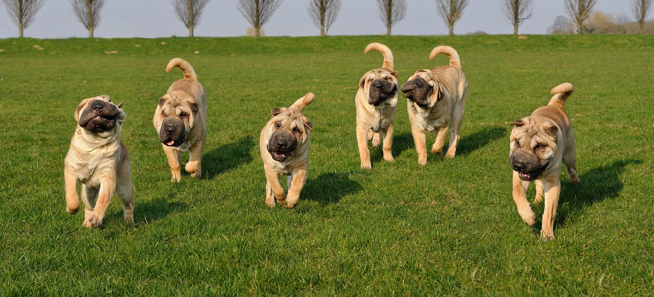Shapi Animal Dog Sharpei Animal - Free photo on Pixabay - Pixabay