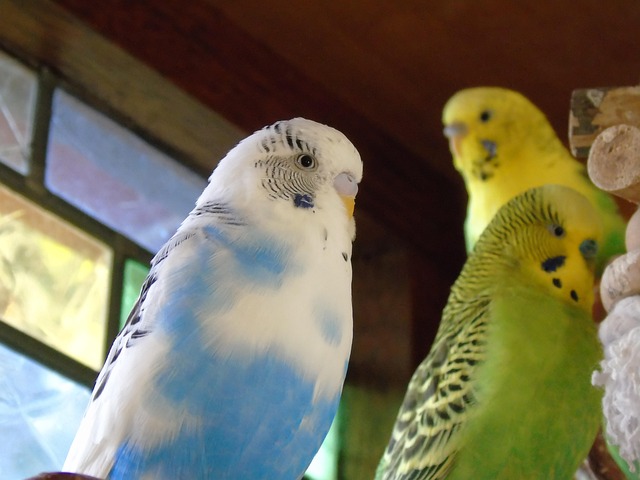 free photo budgie parrot bird yellow green free free photo budgie parrot bird yellow green free