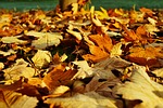 leaves, late autumn, colorful