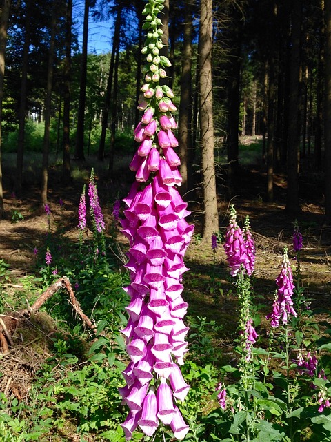 Free Thimble Forest photo and picture