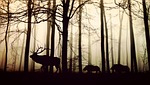 forest, fog, hirsch