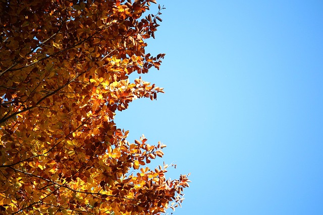 Free Leaves Yellow photo and picture