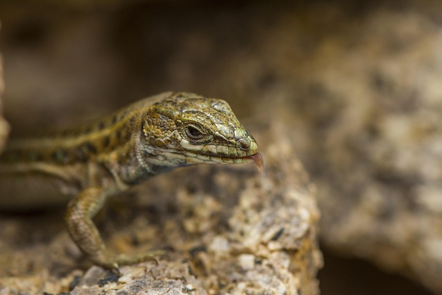 Příroda, Zvířata, Ještěrka, Salamander