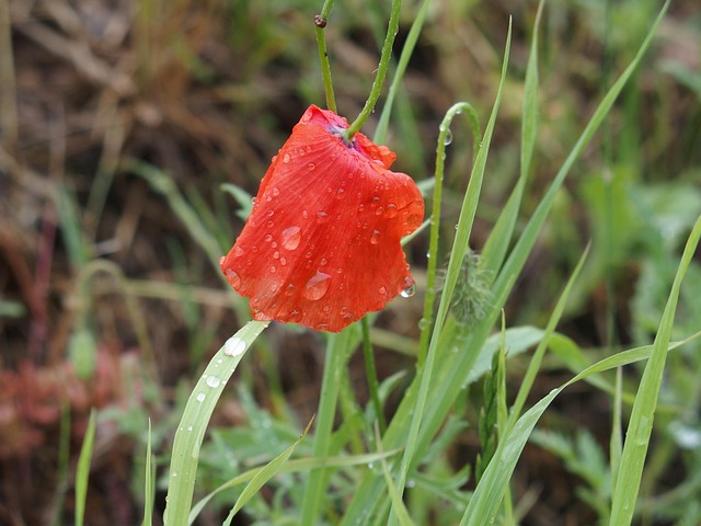 Free Poppy Waterdrop photo and picture